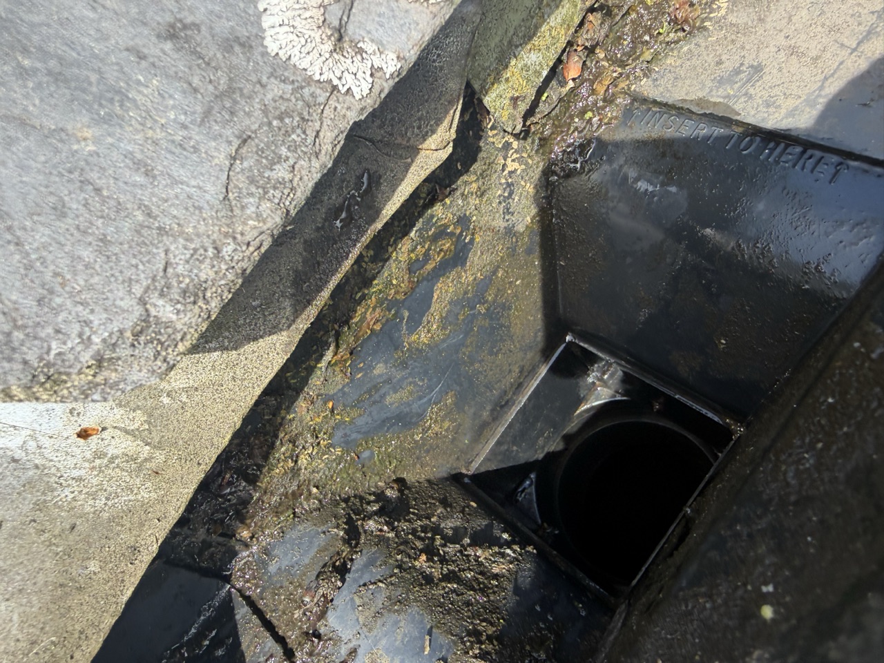 A drain outlet blocked with moss before clearing